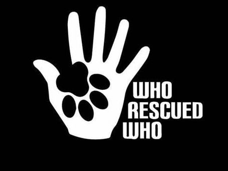 Fostering Senior Cats (or Dogs)