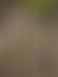 PRAGUE: JEWISH HISTORY