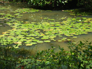 SINGAPORE BOTANICAL GARDENS
