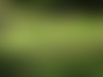 SINGAPORE BOTANICAL GARDENS