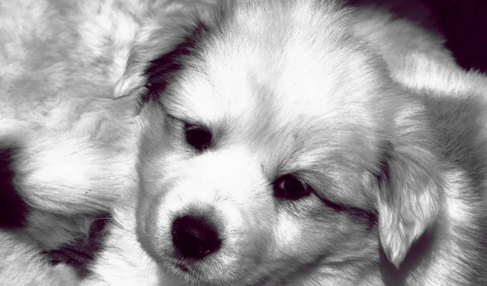 No More Puppies!.png