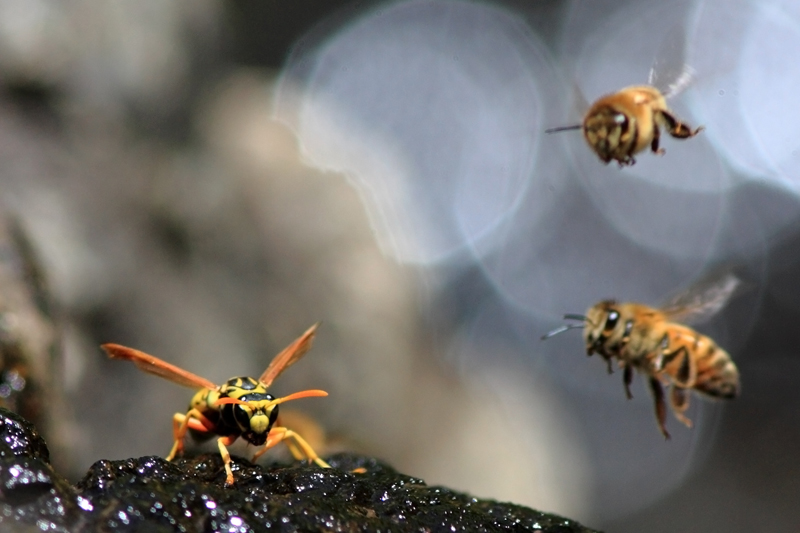 enough to save her bees. . .