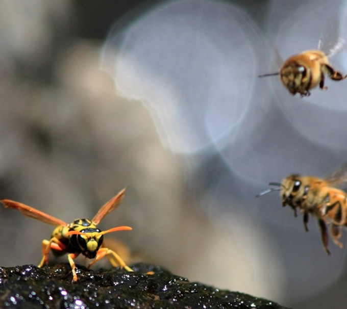 Bees