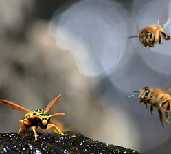 Bees