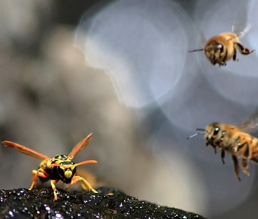 Bees