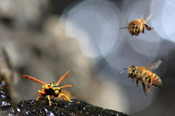 enough to save her bees. . .