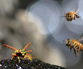 abeilles
