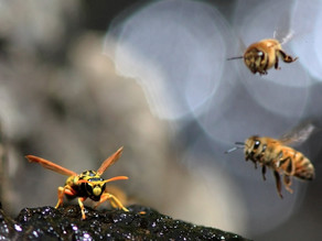 Great news for bees and seeds tonight from the Natural Society