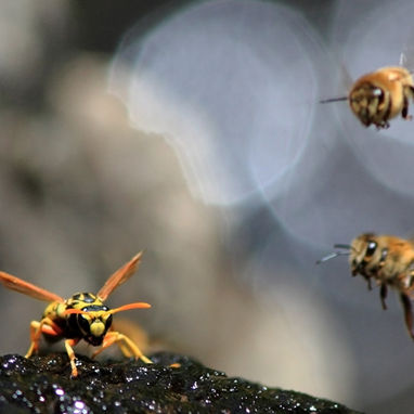 The Buzz About Bees