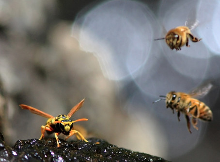 10 Ways to Help Save Bees