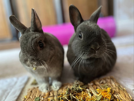 Belle and Sebastien.png