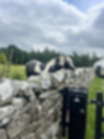A horse by a stone wall