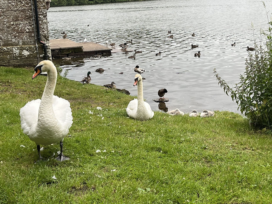 Swans on the side of the Tarn