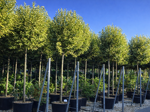 The Top 5 Best Evergreen Trees and Shrubs for Screening