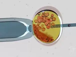 Fertilização in vitro e genética: quando a análise dos embriões pode ser indicada?