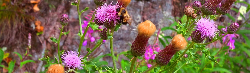 Bee on Thistle_edited.jpg