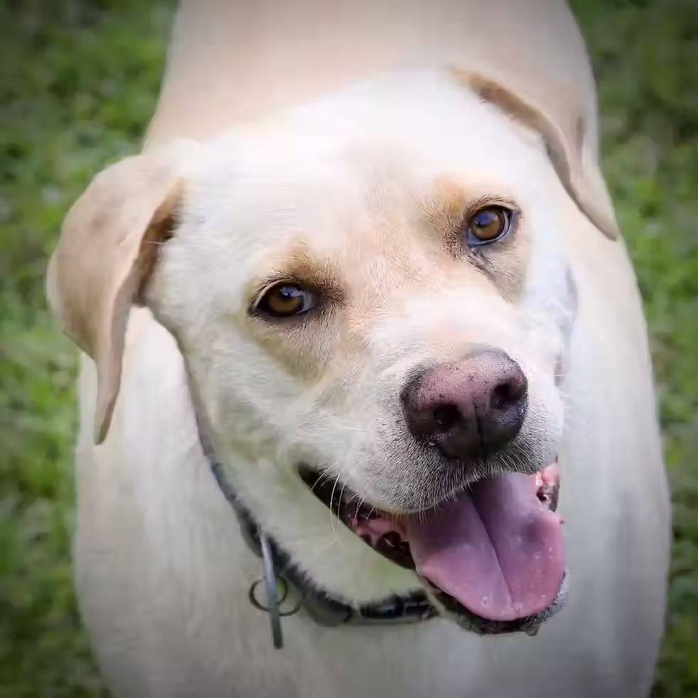 Sonic the adult male available for adoption at Wellery Farms Animal Sanctuary in Taylor MS
