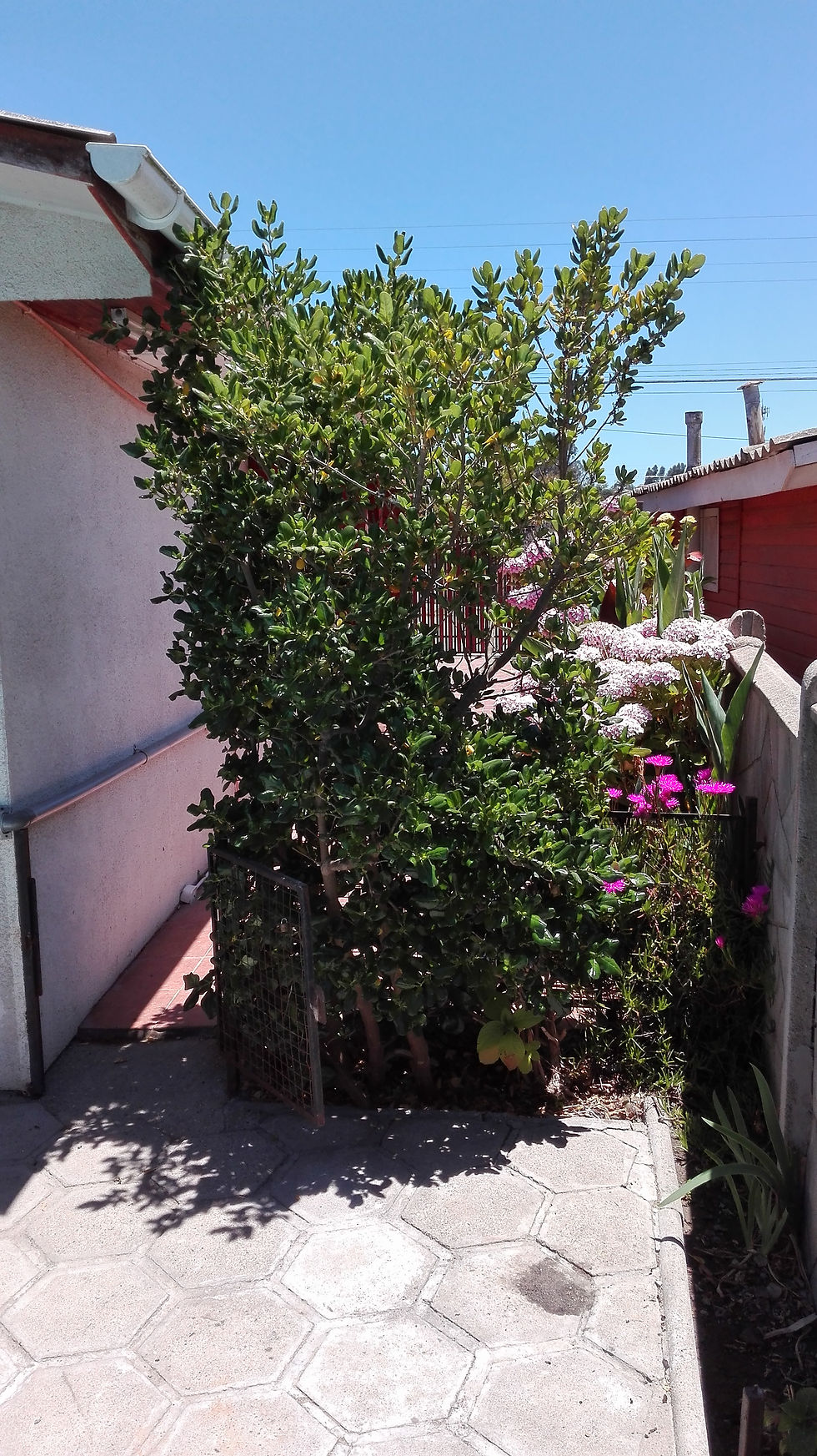 Jardín