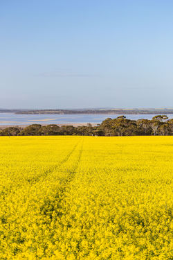 CANOLA FIELDS