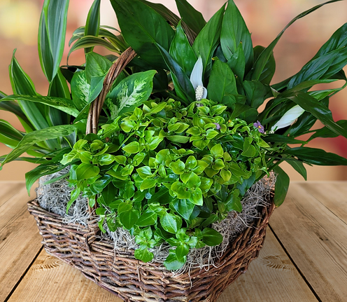 Plant Basket