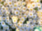 white and yellow daisy flowers_edited_edited.jpg