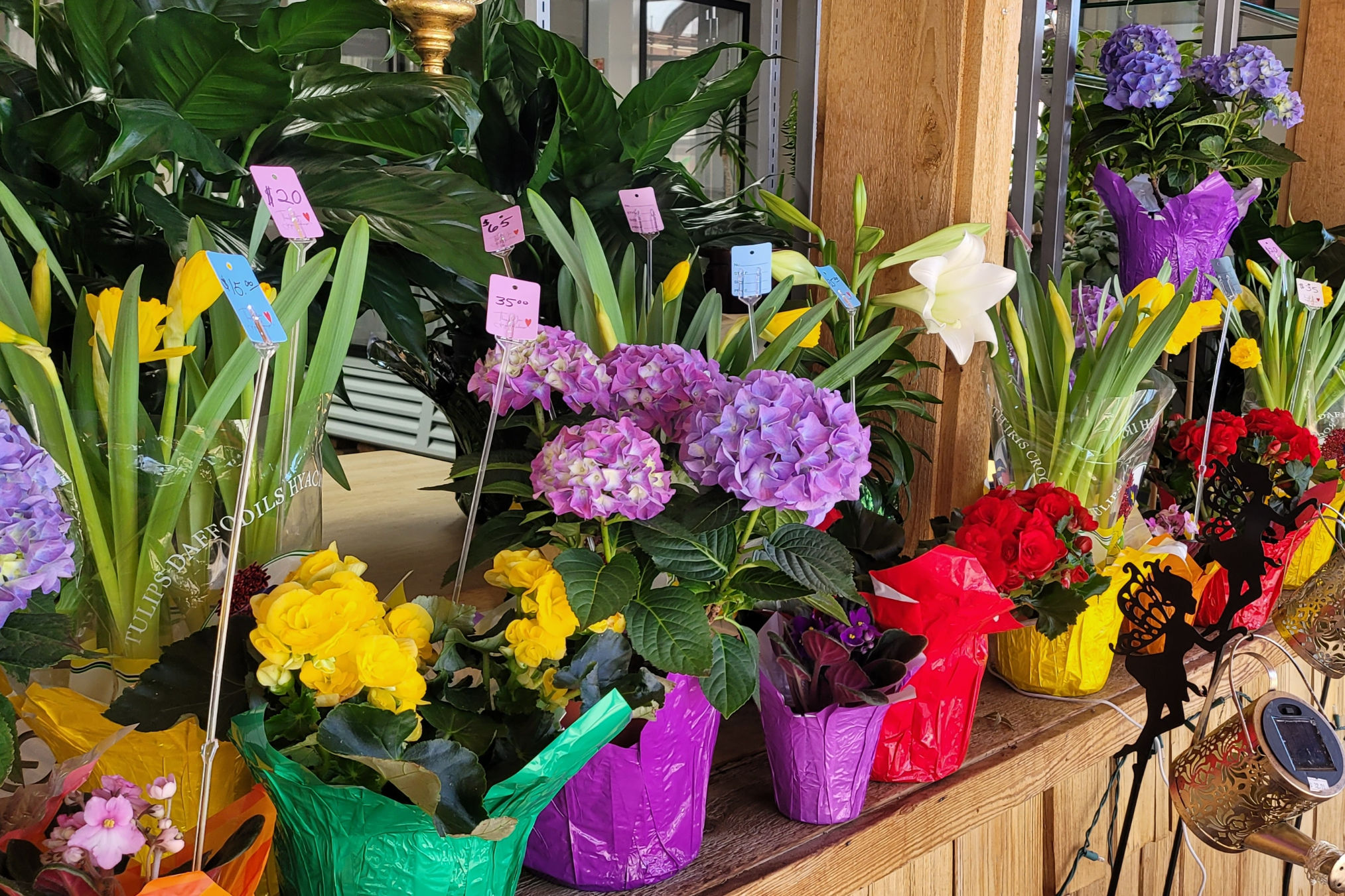 Potted Blooming Plants **AVAILABLE 4/1**