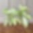 Dieffenbachia "Dumbcane" Camouflage 10"