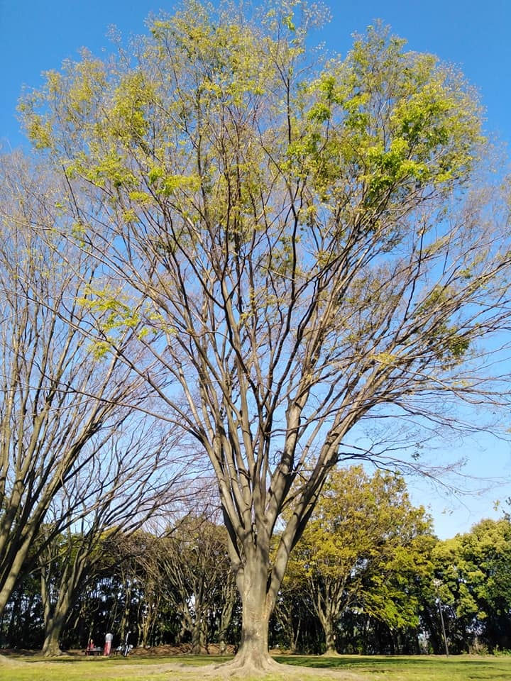 *** Mahatma Paramahansa I ***