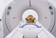 MRI The Austin Vet Specialists