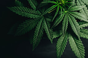 Marijuana-Leaf.jpg