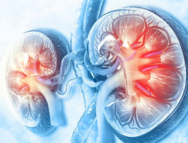 Kidneys red flare.jpeg