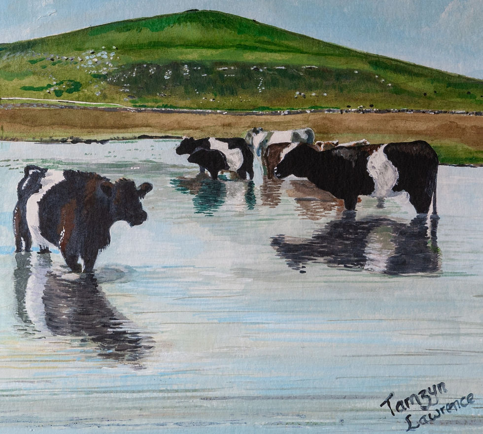 Thumbnail: Belted Galloways at Malham