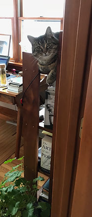 cat on bookshelf.jpg