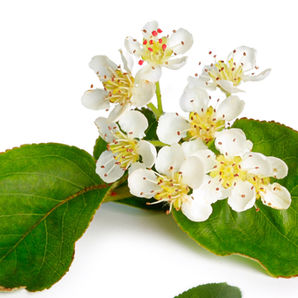 Esence Arónie - Esence Světla