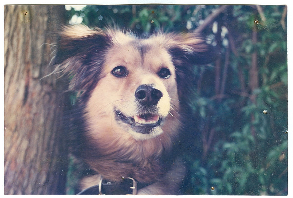 bruce1.jpg