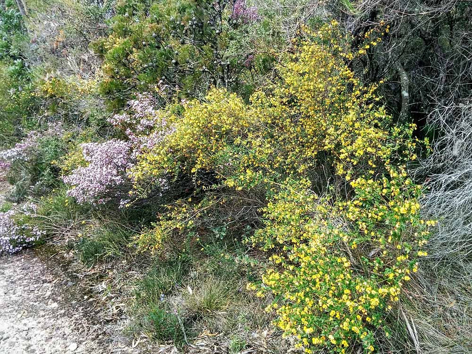 Barren Grounds Wildflowers
