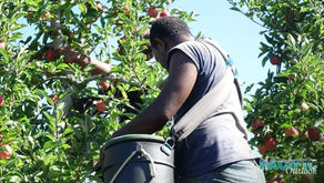 Envisioning a Pacific labour market