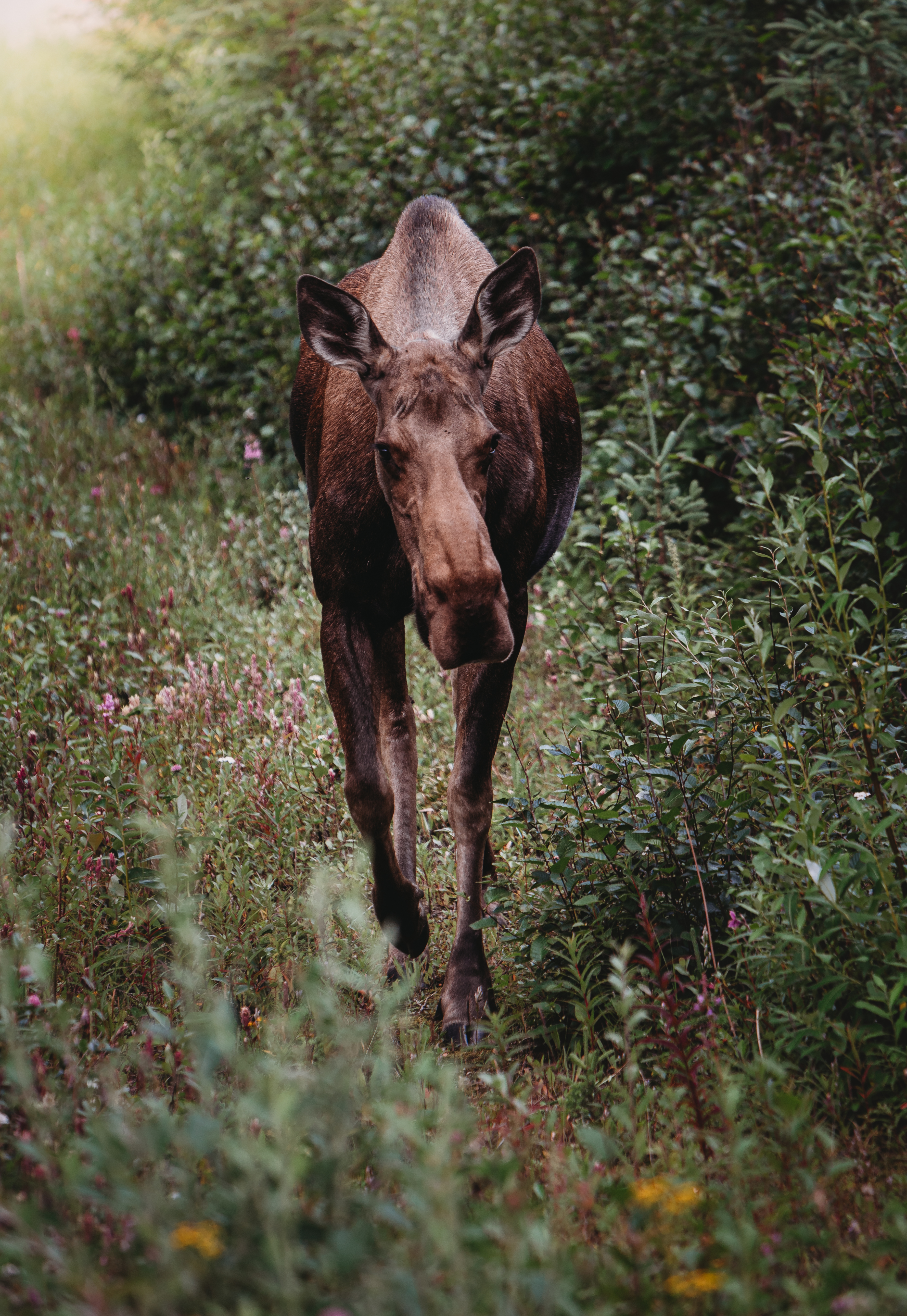 Noelle Rasmussen March: "Alaska Moose in Spring Flowers" Denali National Park, Alaska