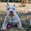Thumbnail: Green Bean • Fully Trained • XL American Bully