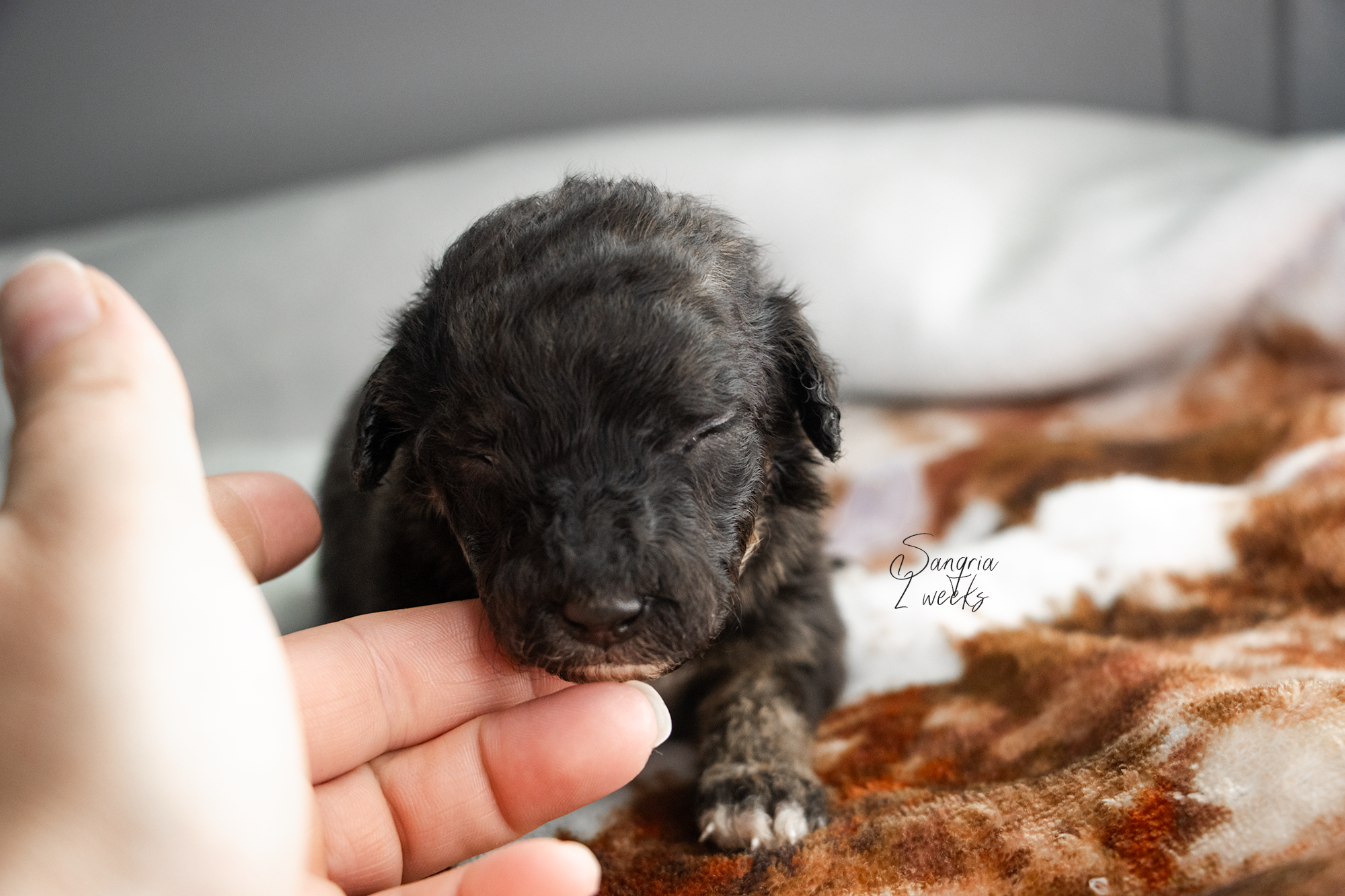 Sangria • Med Bernedoodle • Female 