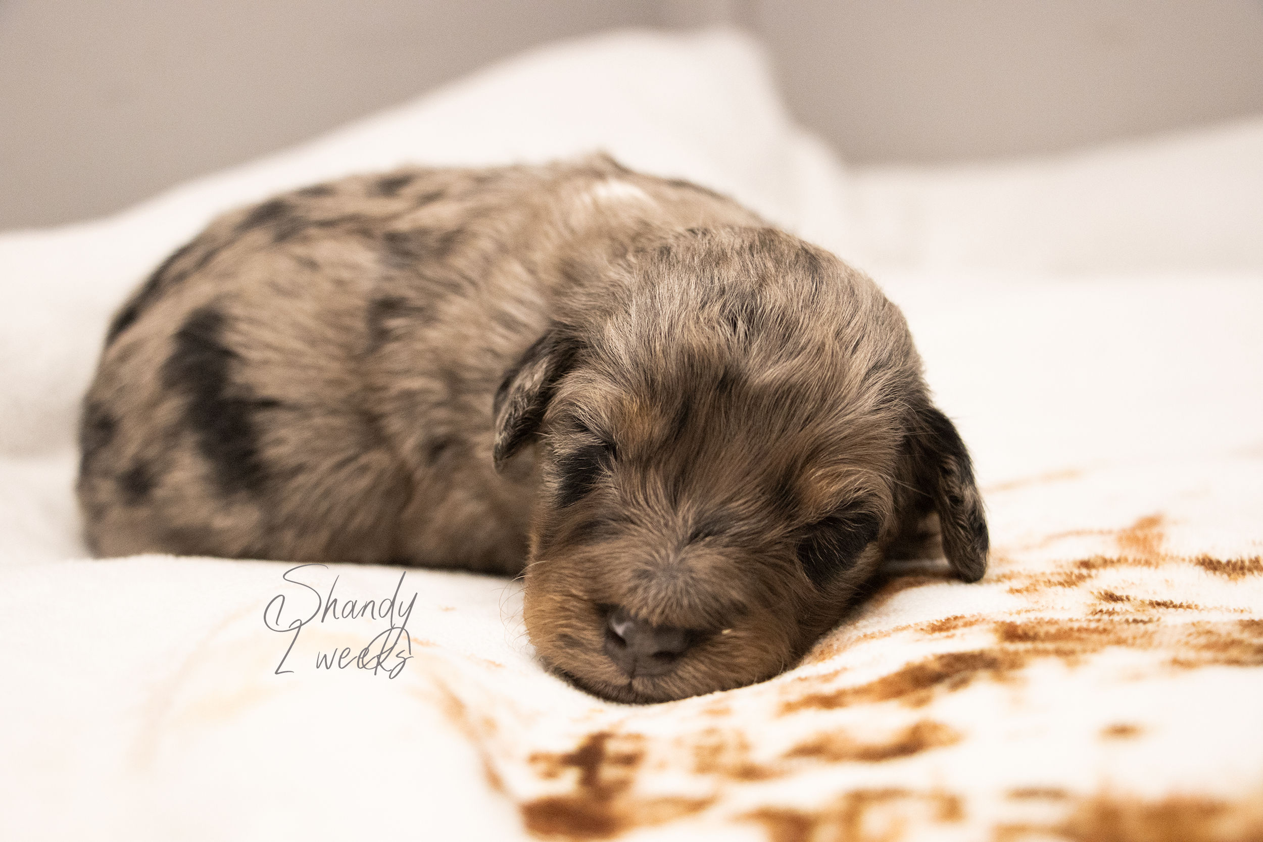 Shandy • Med Bernedoodle • Male