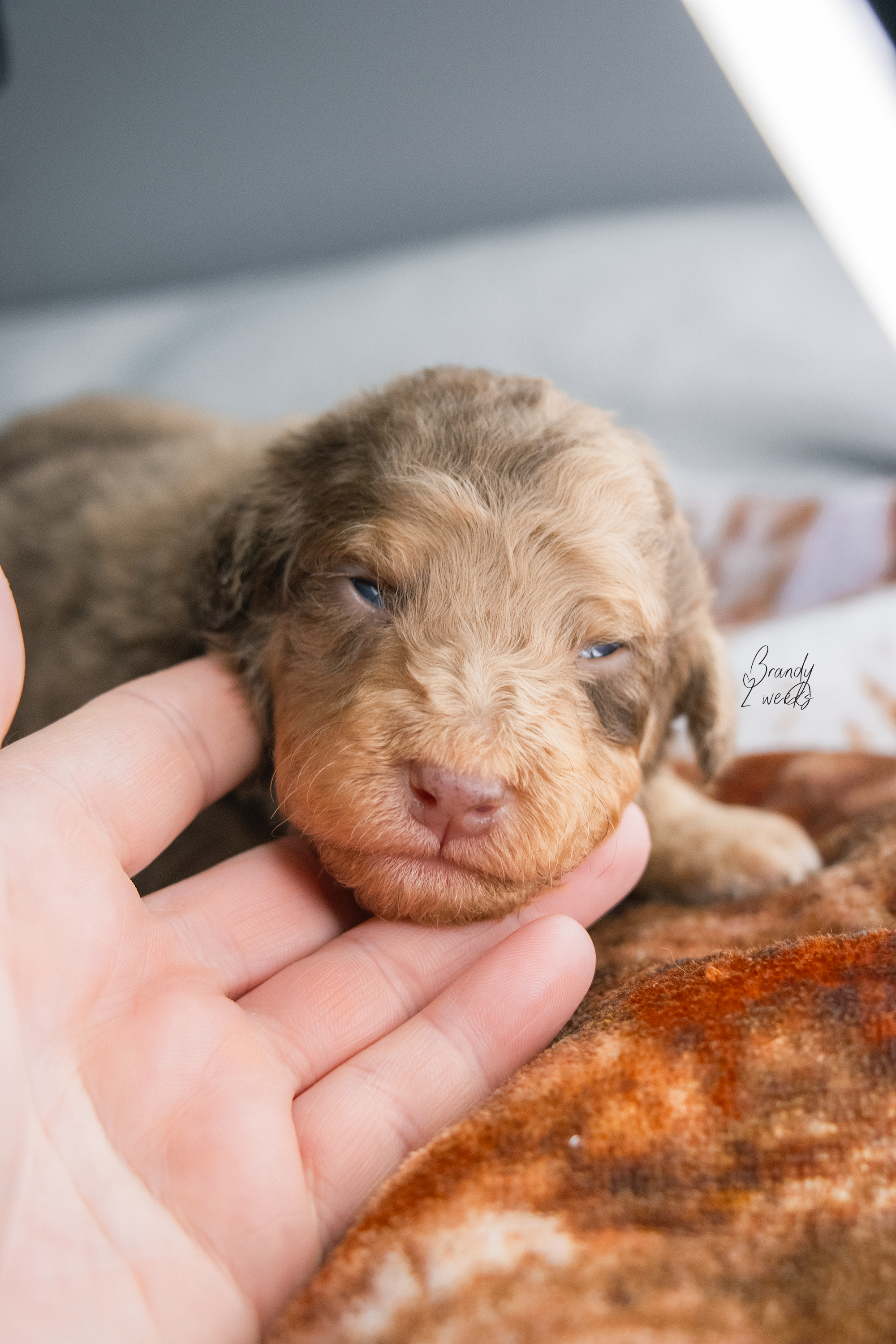 Brandy • Med Bernedoodle • Female