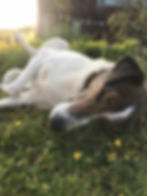 Naturheilkunde für Hunde