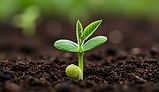 freepik__photorealistic-closeup-of-a-single-healthy-green-s__37681.png