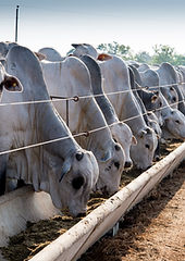Brahman Cattle Feeding in Pallet inside the Feedlot Range. (1).jpg