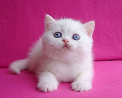 Egorushka Gentle Fur