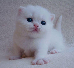 Egorushka Gentle Fur