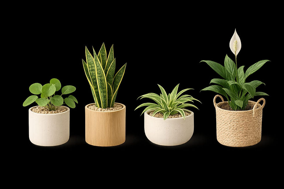 Indoor Plants
