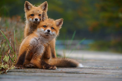 Baby Fox (1)_batcheditor_fotor.jpeg
