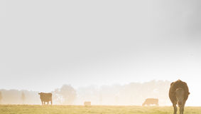 The Waterline Lethbridge Field Office is Now Open!